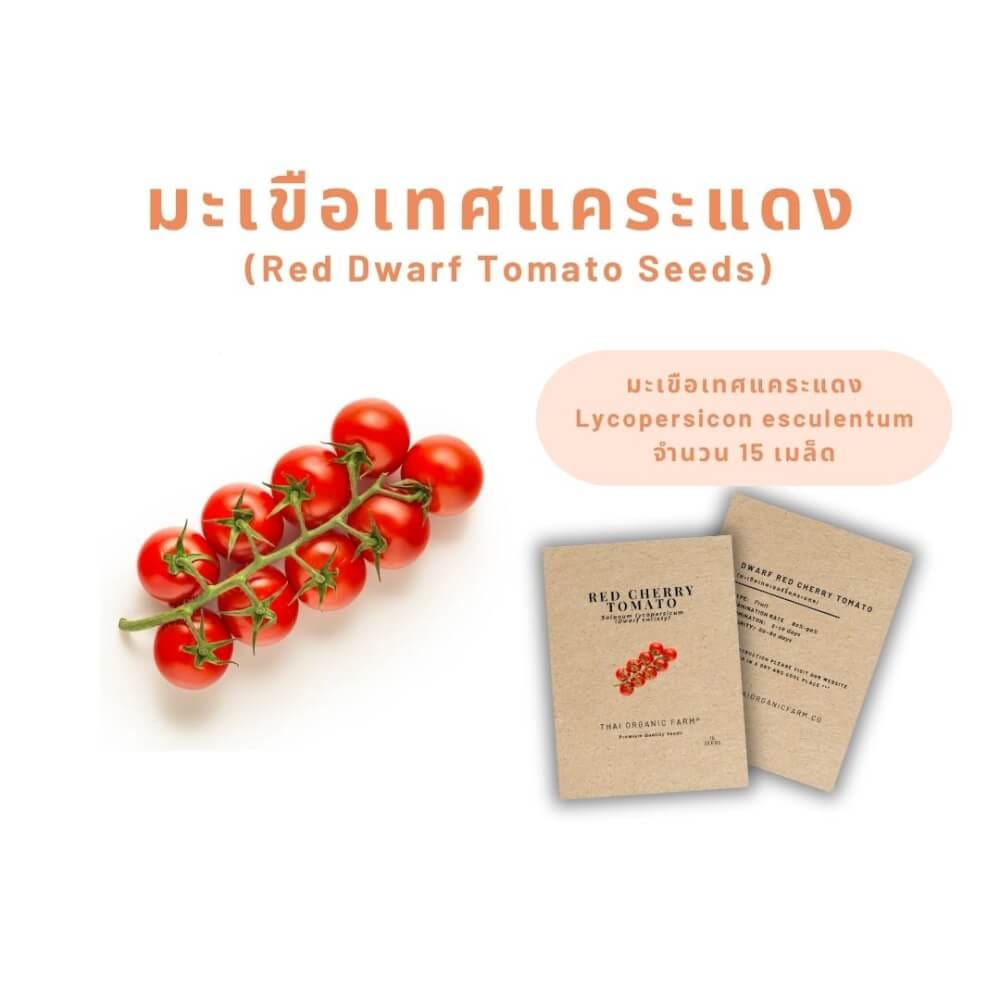 เมล็ดพันธุ์มะเขือเทศแคระแดง LETPOT ไทย ออแกนิค ฟาร์ม